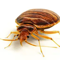 Dezinsectia plosnitelor de pat