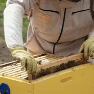 Merită să ai un singur stup de albine? Ce trebuie să știi înainte să începi