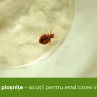 Otravă ploșnițe, soluții pentru eradicarea infestării