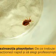 Dezinsecția ploșnițelor: de ce trebuie să acționezi rapid și să alegi profesioniști