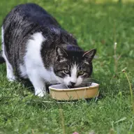 Ghidul complet pentru o alimentație echilibrată la animalele de companie