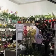 Floraria Lotus