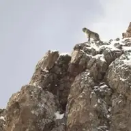 Leopardul zăpezilor