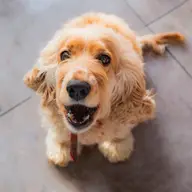 Diete speciale și hrană veterinară: când animalul tău are nevoi aparte