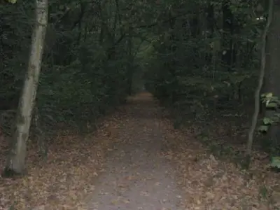 Timisoara - Fauna si Vegetatie