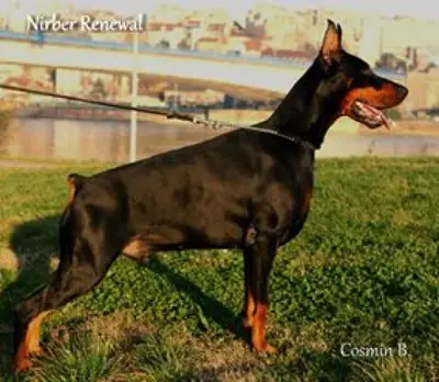 Pui dobermann de vanzare