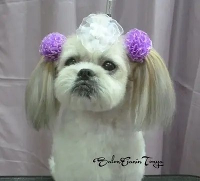 Tonya