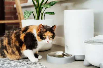 Gadgeturi pentru animalele de companie: hrănitoare și fântâni