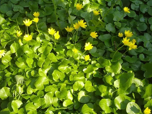 Parcul Catedralei