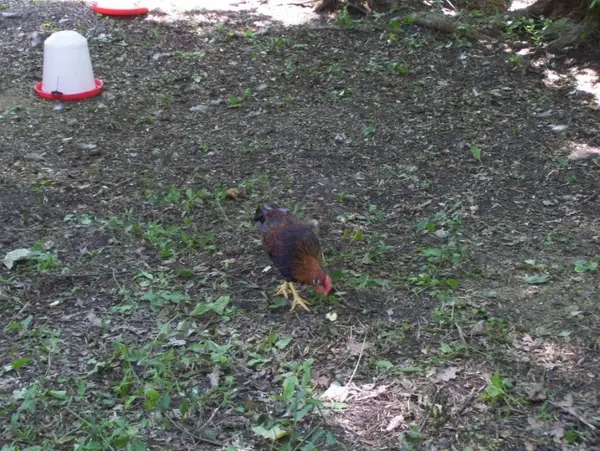 Gradina Zoologica