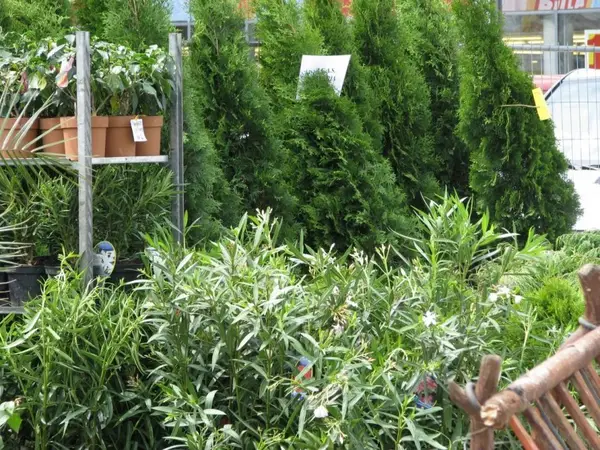 Expo Flora 2009