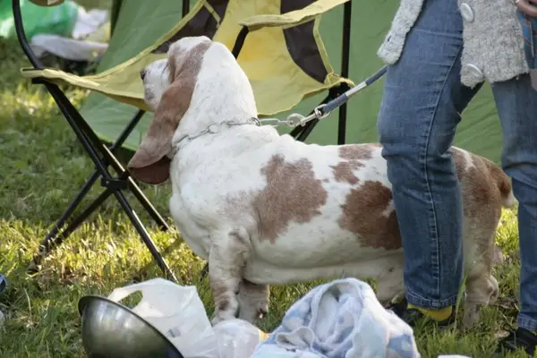 Cacib - Expozitie Canina