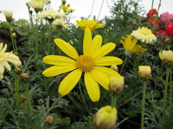 Expo Flora - editia 4