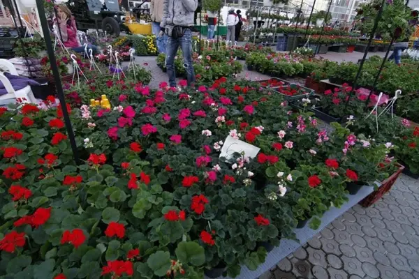 EXPO FLORICOLA 2011 LA Hala TIMCO