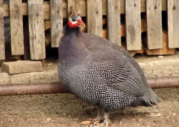 Gradina Zoologica