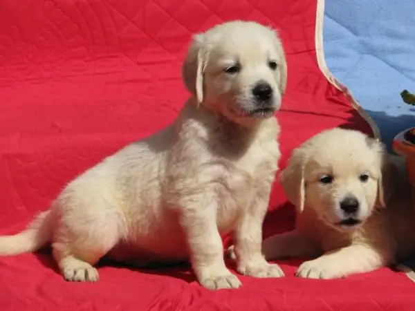 Pui golden retriever de vanzare