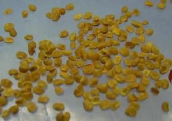 Seminte Goji Lycium Barbarum si Lycium Barbarum NQ