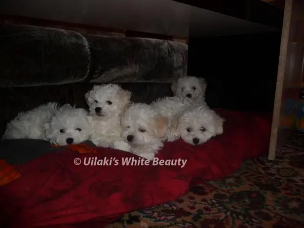 Vand pui de bichon cu certificat de origine ACH-FCI