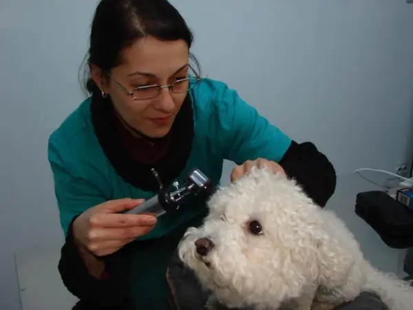Godean Mihaela - doctor
