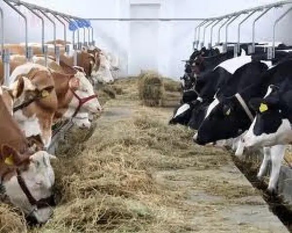 Locuri de munca la ferme de animale din Germania