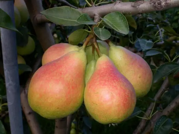 Vand tuica de pere, produs 100% natural