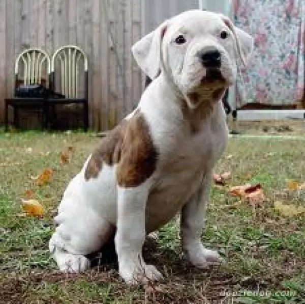 Bulldogi americani
