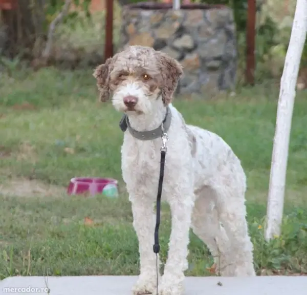 Vand lagotto romagnolo