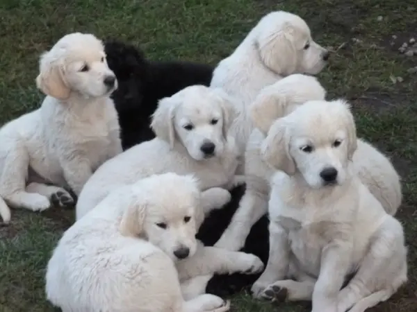 Pui Golden Retriever de vanzare