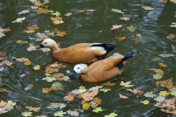 Gradina Zoologica