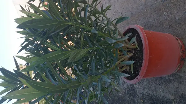 Plante ornamentale (chiparos, oleander, tuya)