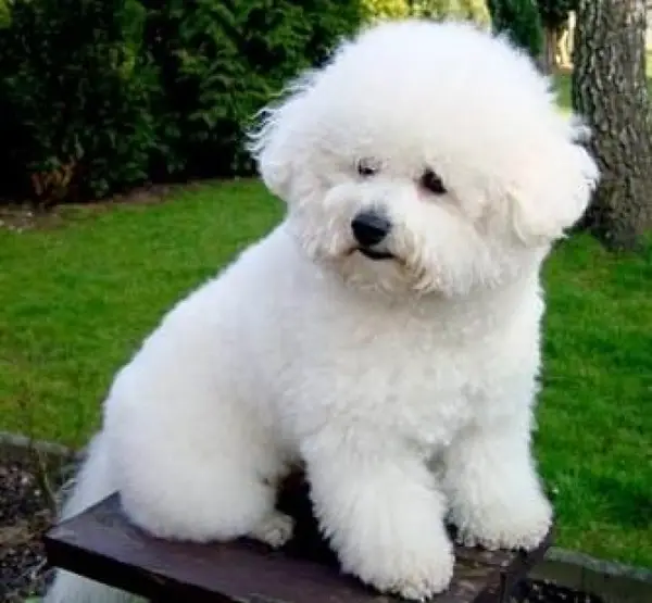 Pet Estet