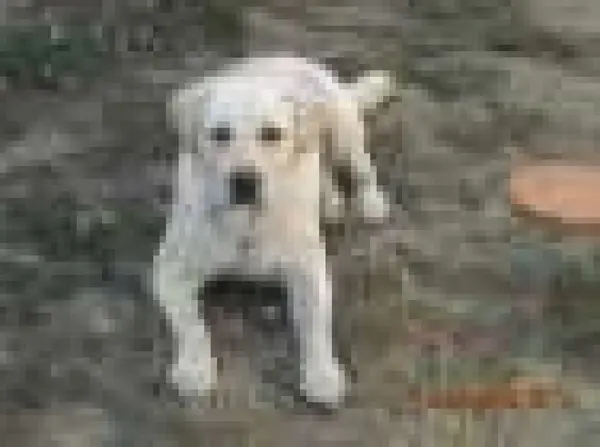 Labrador pentru monta
