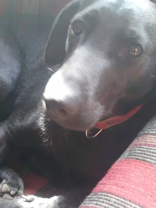 Pierdut catea labrador neagra cu zgarda rosie