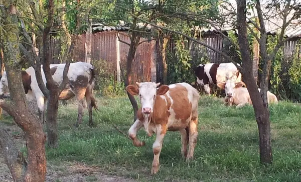 Vand vaci de lapte si vitei