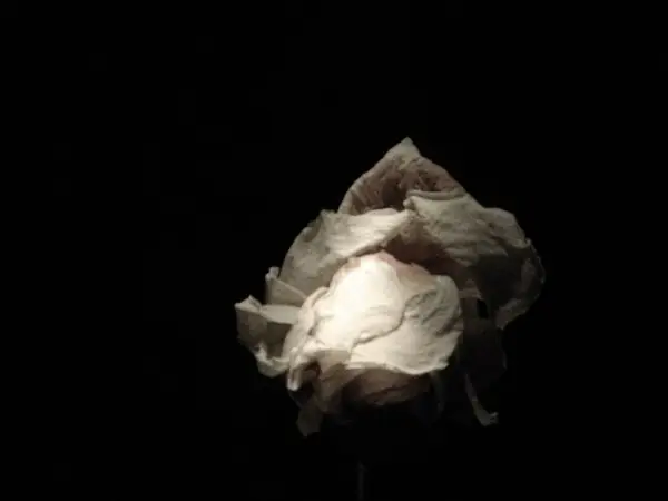 Patricia Teodorescu - ROSE – Breath