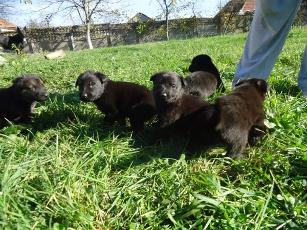 Pui Ciobanesc German linii de lucru cu pedigree