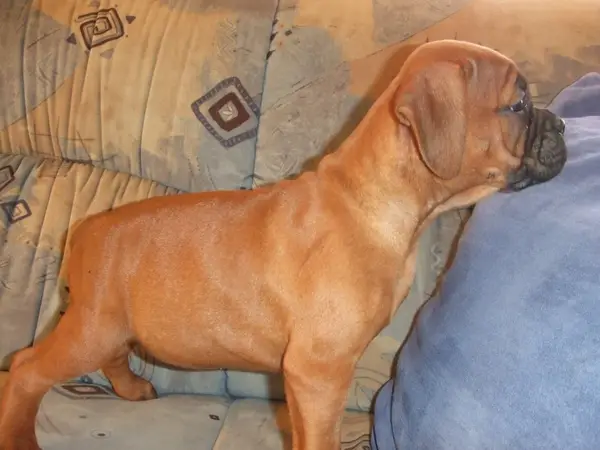 Vand catei Boxer German