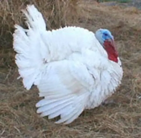 Curcani de sarbatori