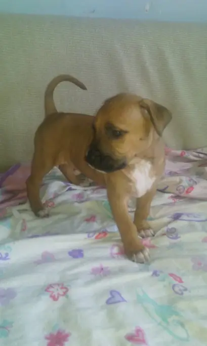 De vanzare catelusa amstaff sau mascul amstaff