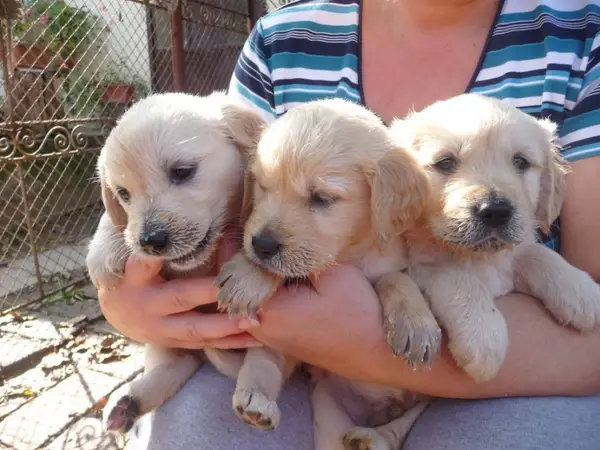 Pui Golden Retriever la vanzare