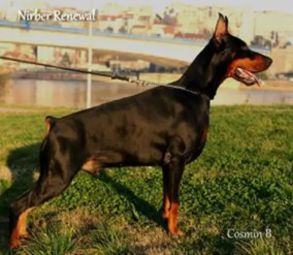 Pui dobermann de vanzare
