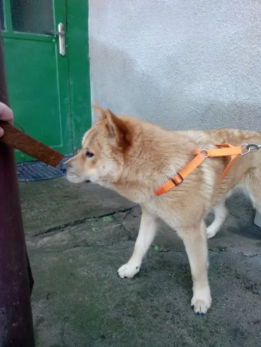 Se cauta stapan pentru un Akita-Inu