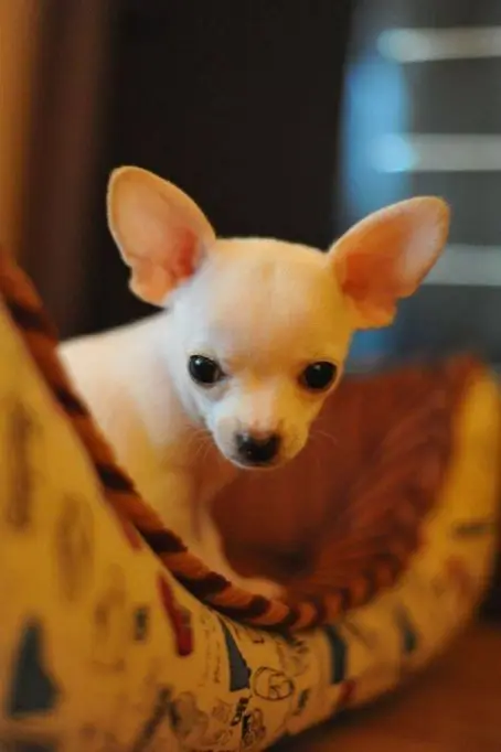 Vand pui Chihuahua