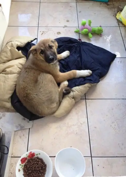 Catelusa iubitoare in varsta de 2 luni, imi doresc un stapan