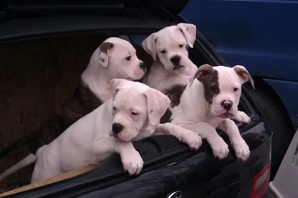 Vand pui de bulldog american