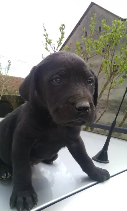 Catei Labrador Visla din parinti campioni