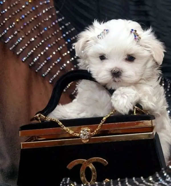 Bichon Maltez, catei talie mica, albi, 2 luni