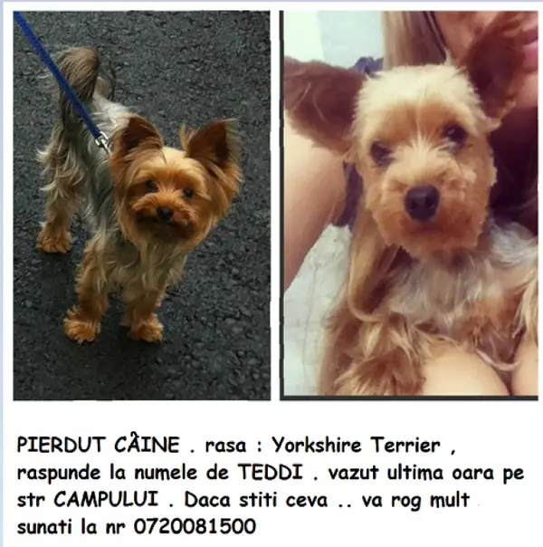 Pierdut / Furat