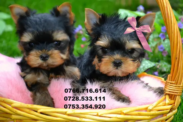 Yorkshire Terrier Toy, talie foarte mica, de apartament