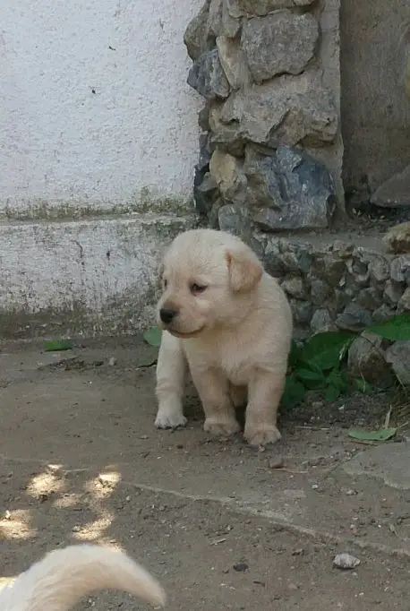 Pui Labrador